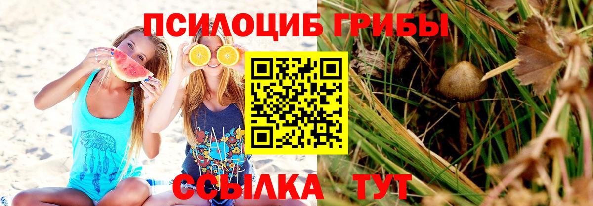 Галлюциногенные грибы Psilocybine cubensis  Калининград 