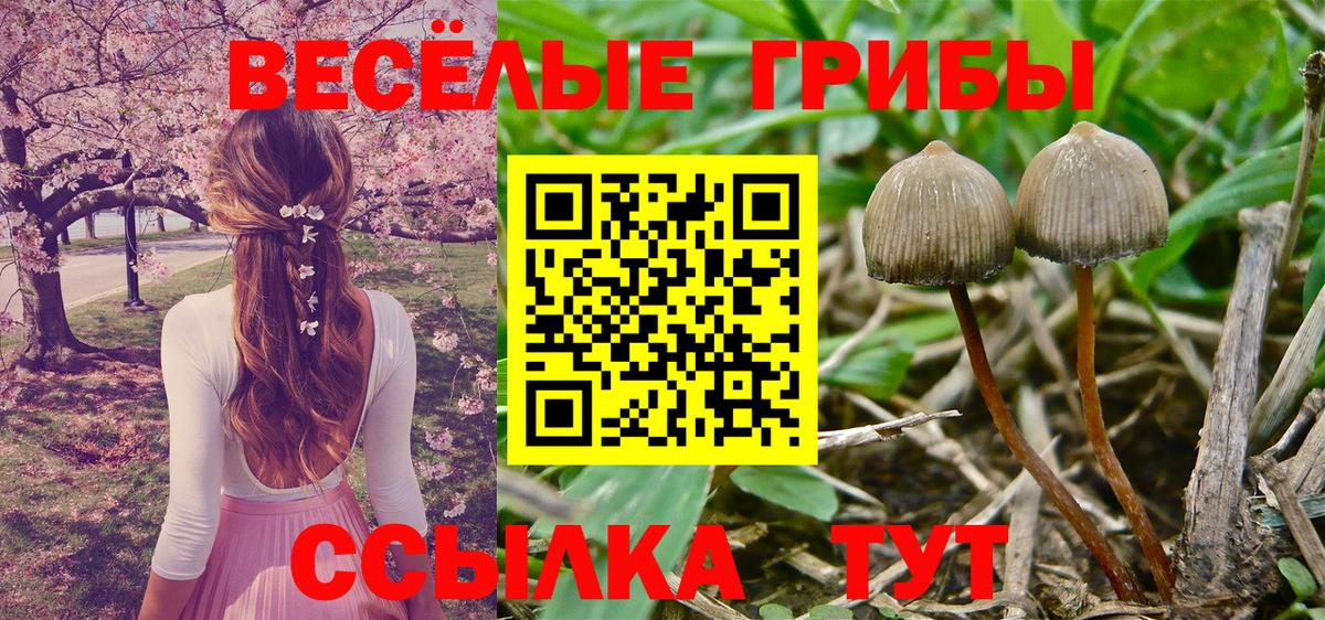 Псилоцибиновые грибы прущие грибы Калининград